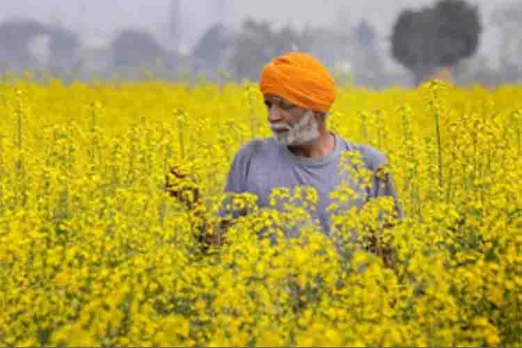 Central government increased MSP for Rabi crops for 2025-26