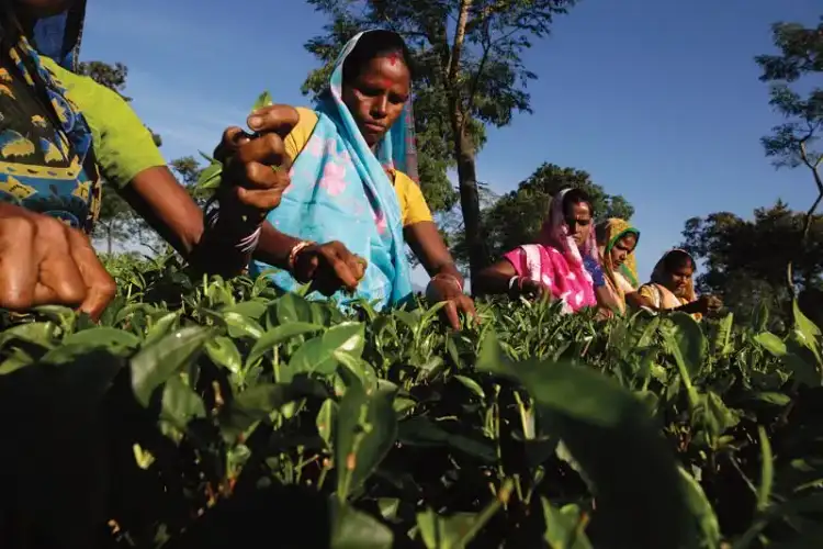 Despite climate change, Assam tea industry is thriving, setting new revenue records