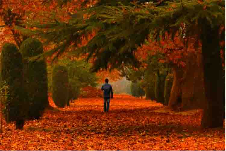 Autumn scene in Kashmir 