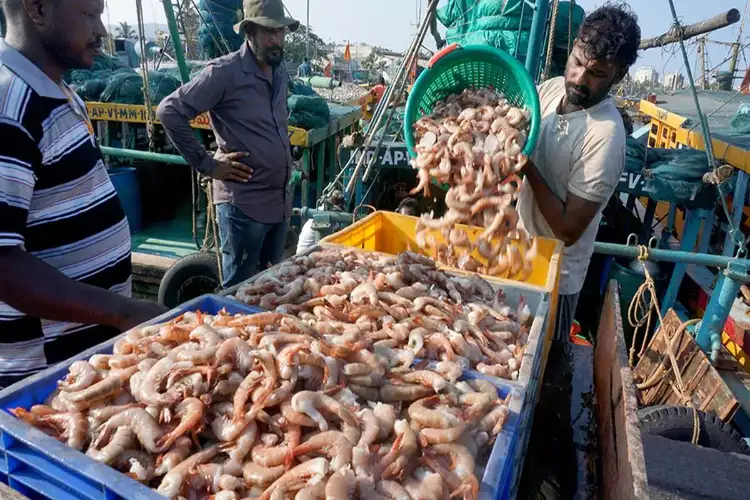 India's seafood and wine industry has grown significantly due to rise in exports: Centre