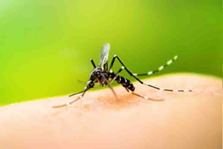 Dengue deaths in Bangladesh near 500