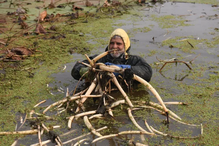 Irshad Khan of Srinagar is feeding his family by plucking lotus stalks