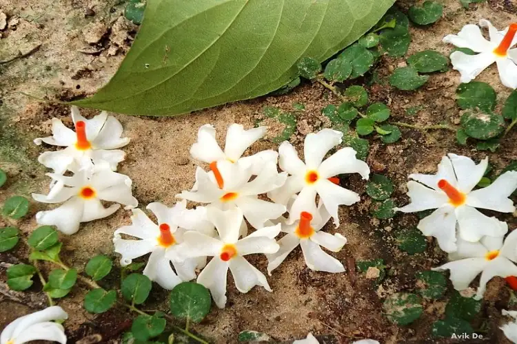 Parijat is a treasure of health, full of medicinal properties, decoction made from its leaves is a panacea in winters