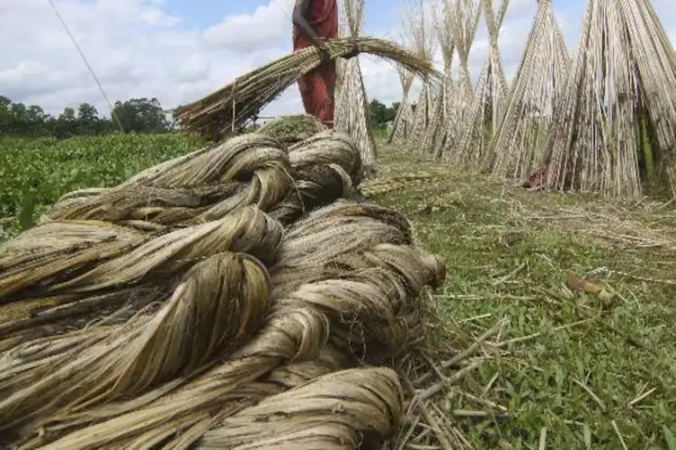 Central government gave a big gift to farmers, increased MSP of raw jute