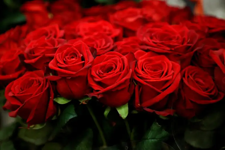 Why do girls like red roses?