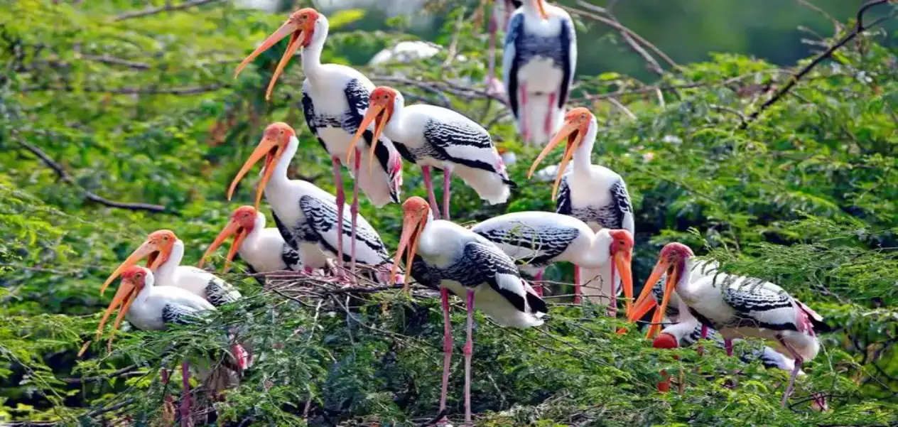 Best destinations for bird lovers in Delhi: Know about 5 beautiful sanctuaries