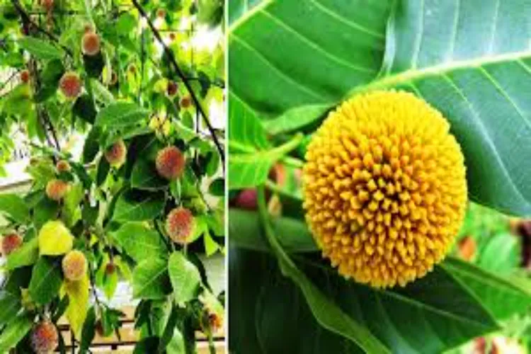 Apart from diabetes, in which other diseases are Kadamba fruits beneficial