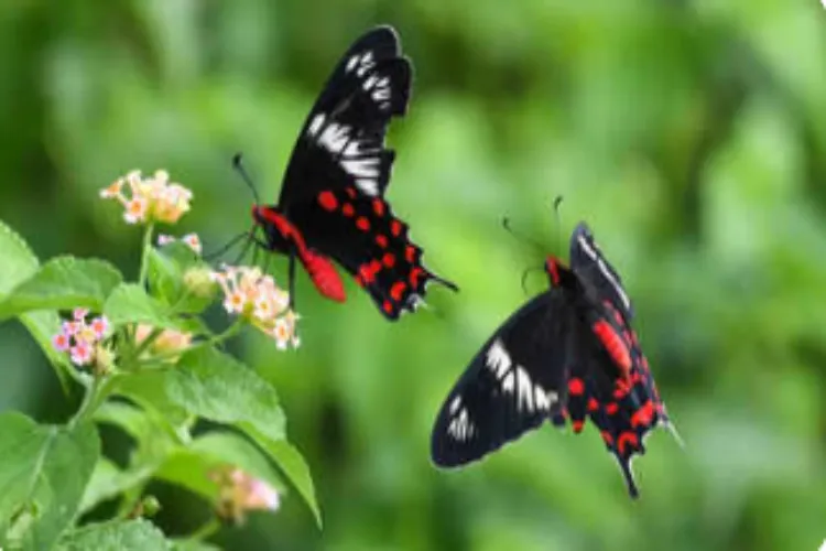 Butterfly population in India estimated to decline by 22% between 2000 and 2020