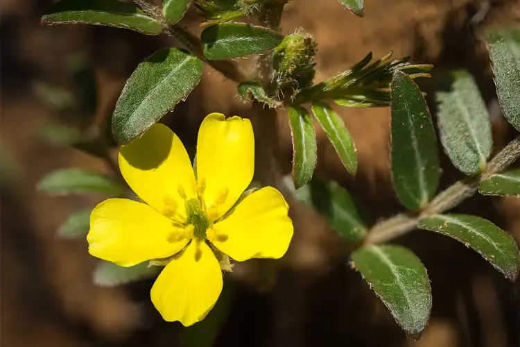 Gokhru is full of medicinal properties, it is beneficial in increasing stamina in men and controlling blood pressure