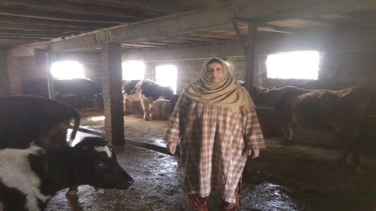 Sumiya_in_her_cattle_shed_at_Battergam 